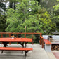 Tagwood Grills Tagwood BBQ Santa Maria Argentine Wood Fire & Charcoal Grill Built in | PRE-ORDER | BBQ05SS